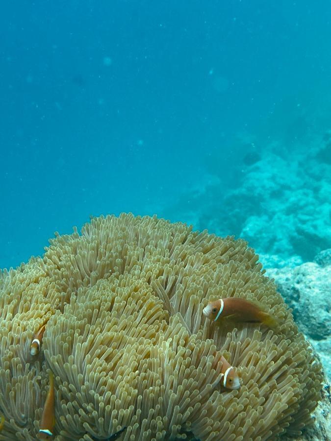 Hotel Reef Edge Thulusdhoo, Maldives Exterior foto